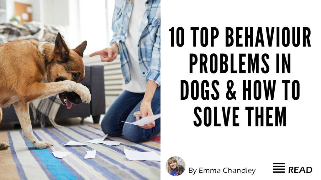 10 Top Behaviour Problems in Dogs & How to Solve Them