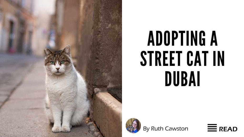 How To Adopt A Cat From Streets In Dubai