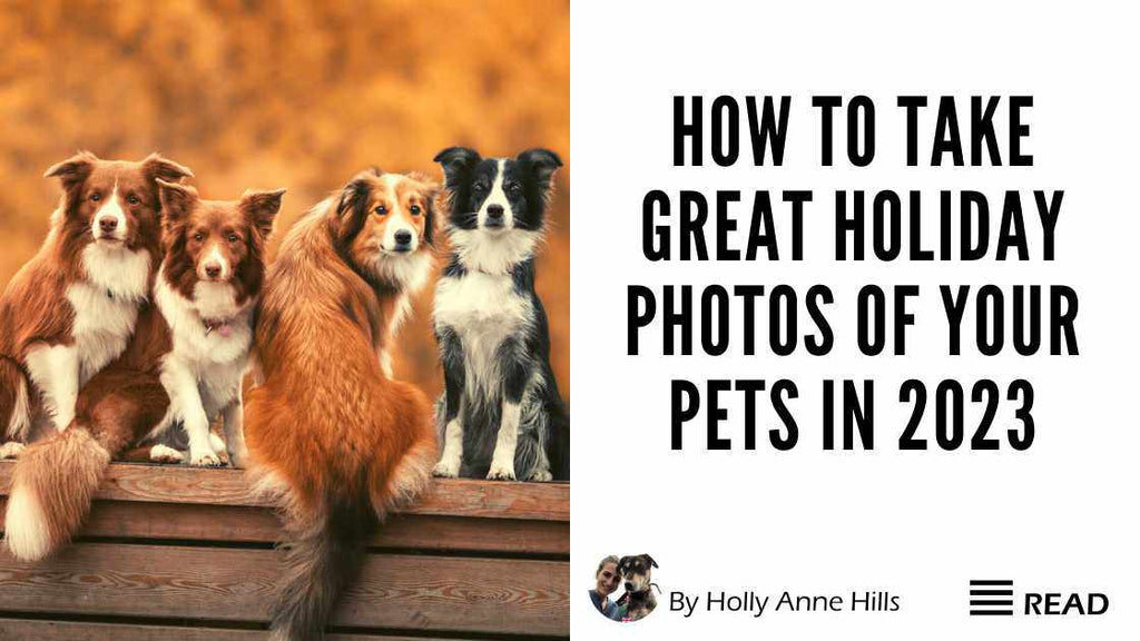 How to Take Great Holiday Photos of Your Pets In 2023