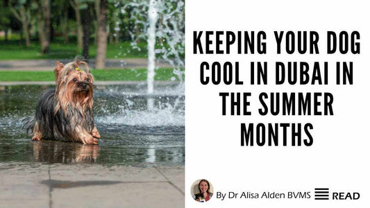 Keeping your dog cool in Dubai in the summer months