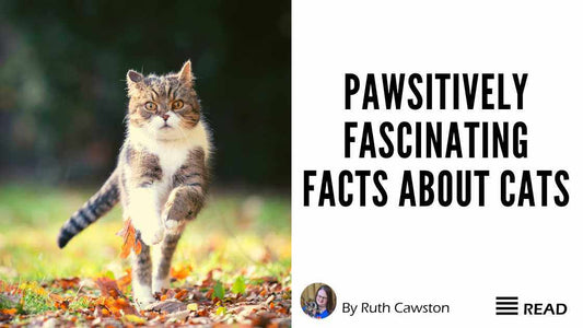 Pawsitively Fascinating Facts About Cats