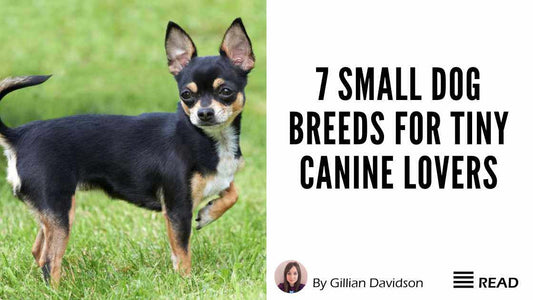 A tricolour short coat Chihuahua standing on the grass. He is holding one front leg up