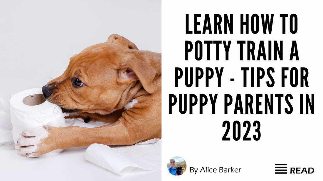 Learn How To Potty Train A Puppy - Tips For Puppy Parents In 2023