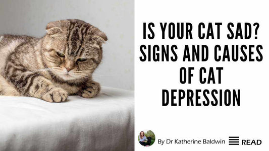 Is Your Cat Sad? 7 Signs and Causes of Cat Depression
