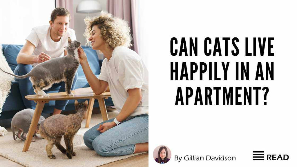 Can cats live happily in an apartment?