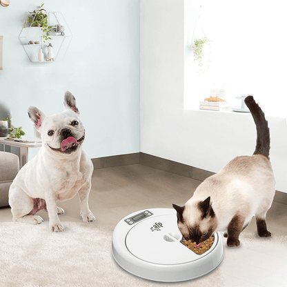 All For Paws  5Meal Pet Feeder