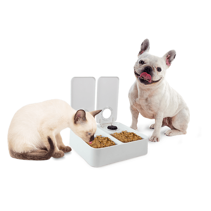 All For Paws  Double Timer Feeder