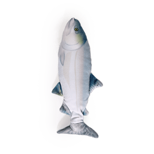 Jittering Fish Sardine