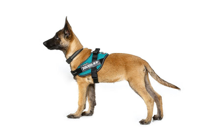 Julius-K9 IDC Powerharness