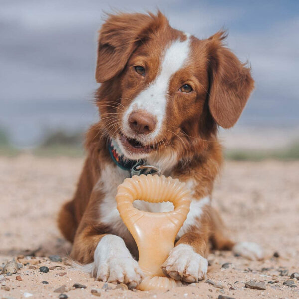 Benebone Dental Chew Chicken