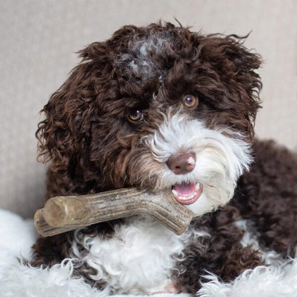 Benebone Puppy Maplestick