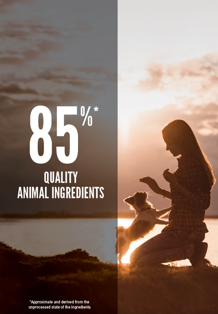 Orijen small dog sales food