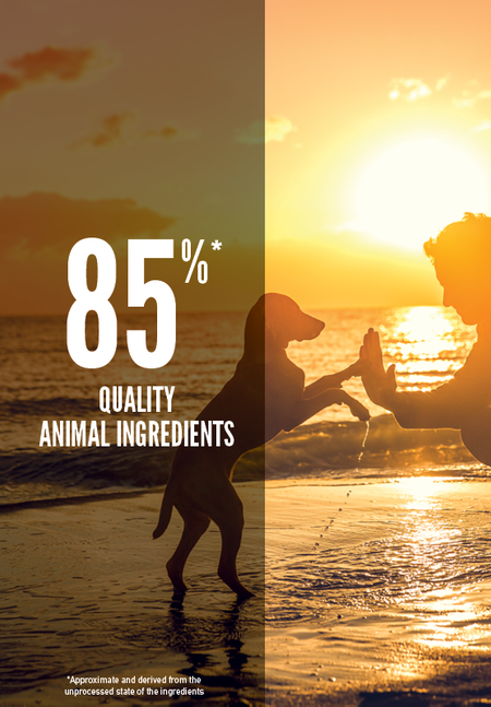 Orijen dog food shop puppy