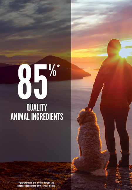 Orijen senior dog sales food 11.4 kg