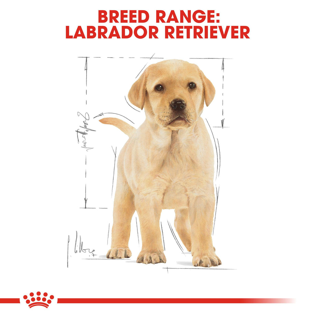 Royal Canin Breed Health Nutrition Labrador Puppy
