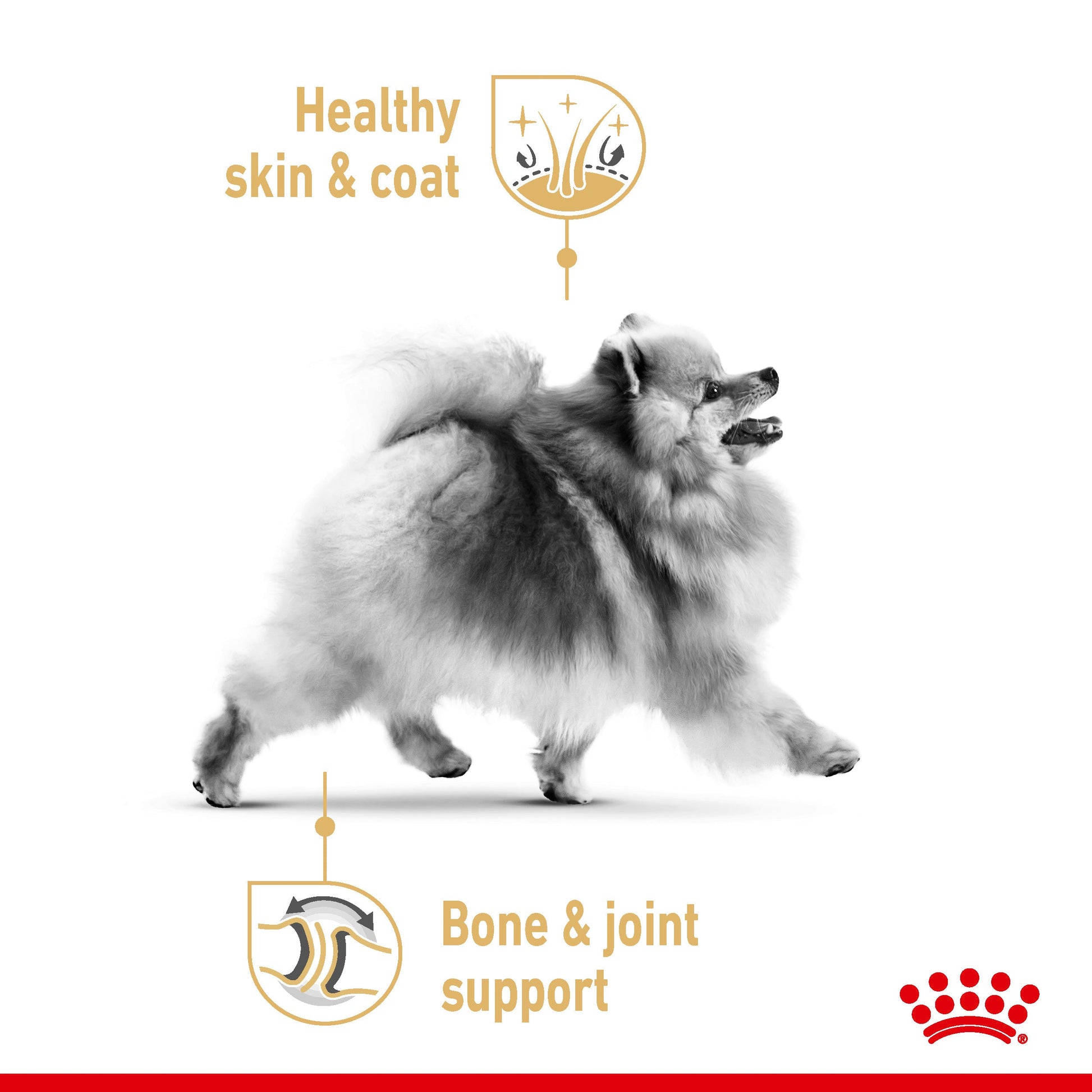 Royal Canin Breed Health Nutrition Pomeranian Adult