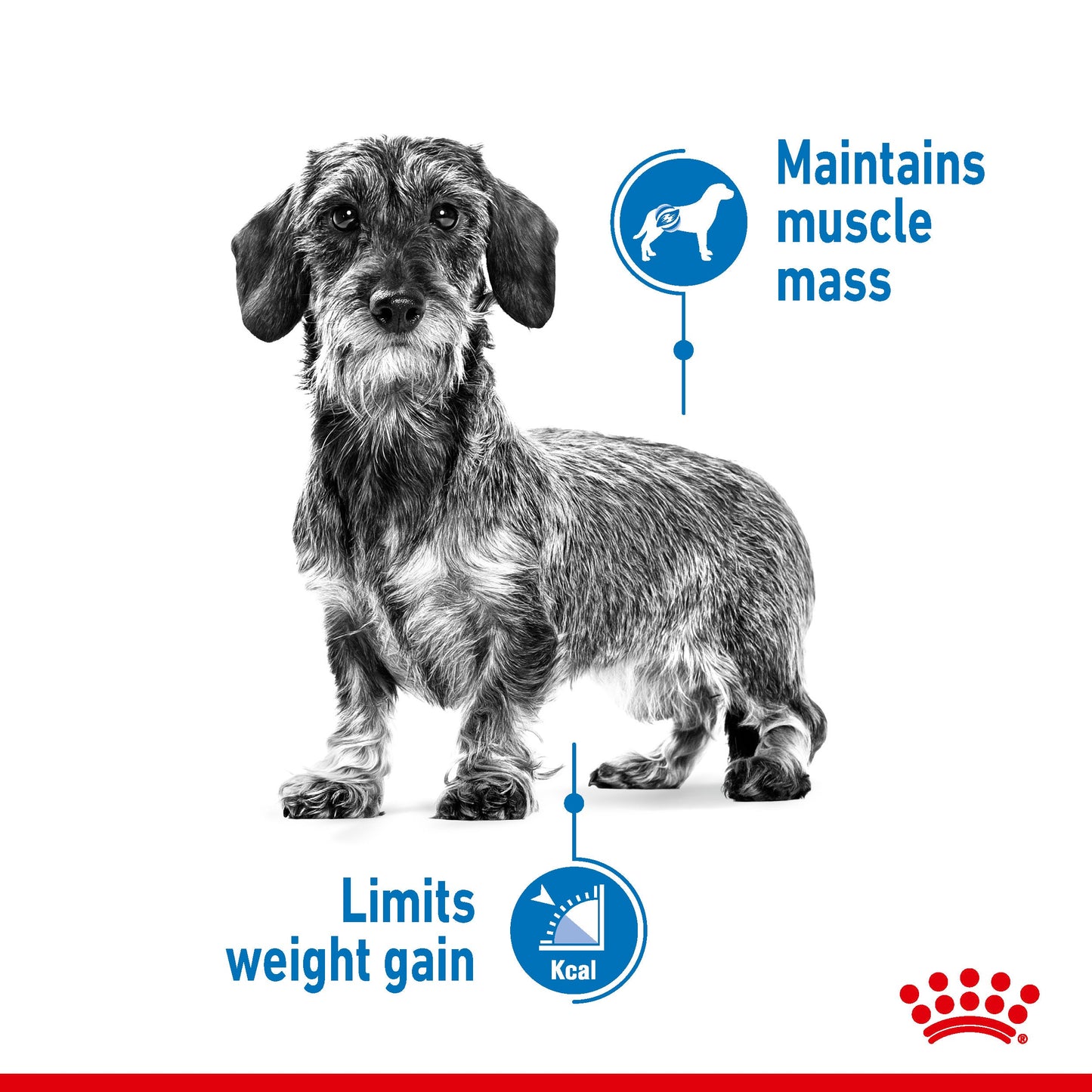 Royal Canin Canine Care Nutrition Mini Light Weight Care