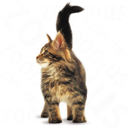 Royal Canin Feline Breed Nutrition Maine Coon Kitten