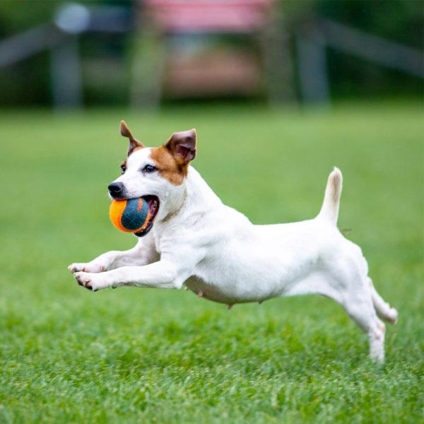 Skipdawg Squeaky Dog Tennis Balls (Pack of 4)