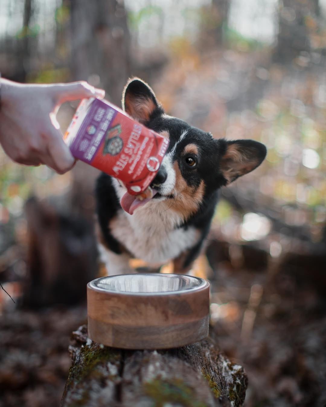 Stella & Chewy’s Grain Free Stella’s Stew for Dogs, Cage-Free Turkey Recipe, 11oz