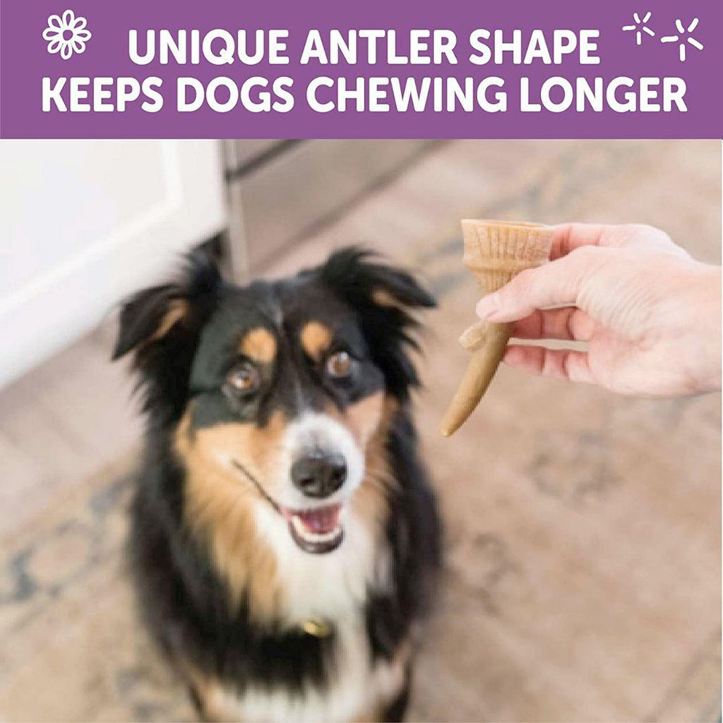 Whimzees Occupy Antler Natural Dental Chews for Dogs