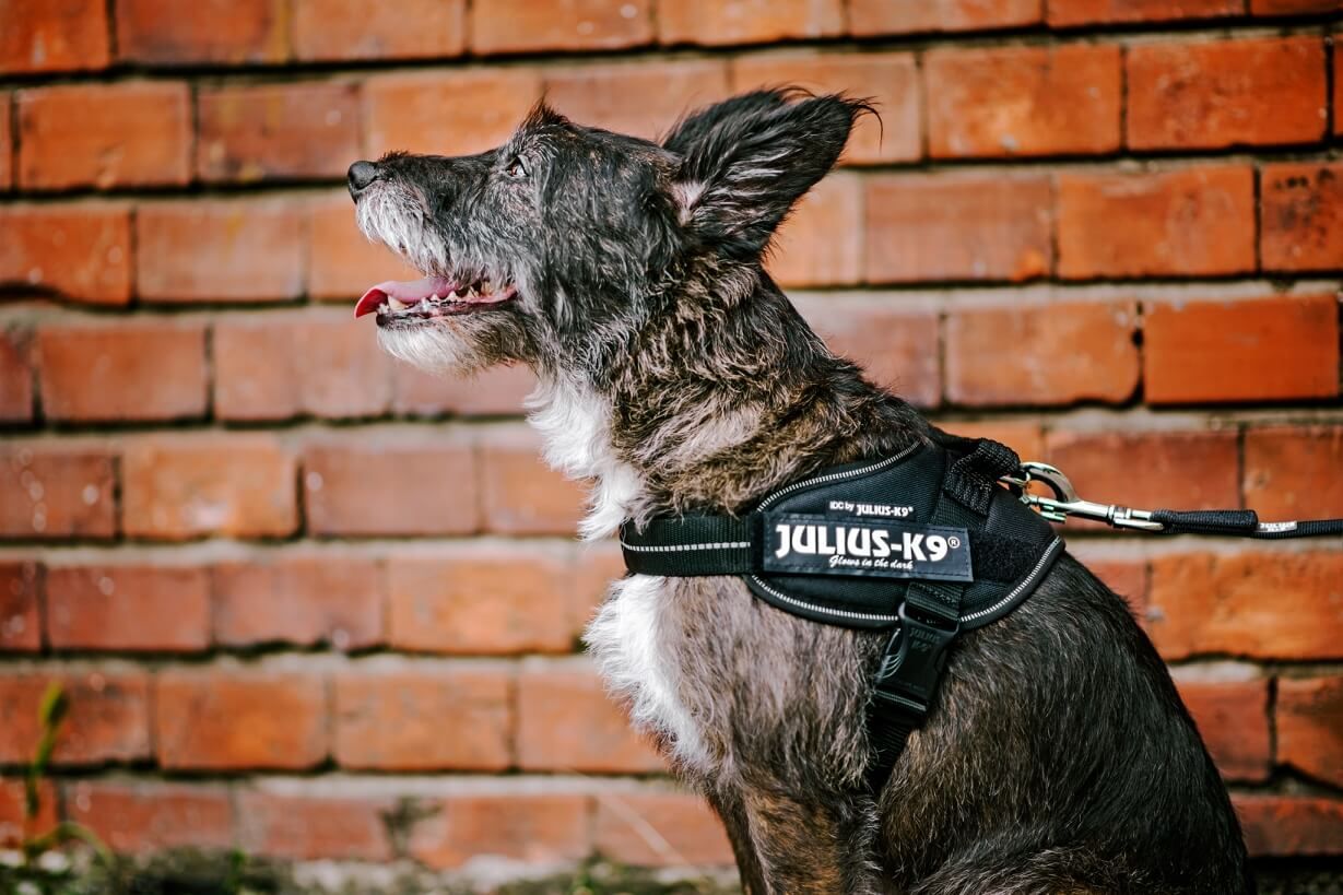 Julius-K9 IDC Powerharness