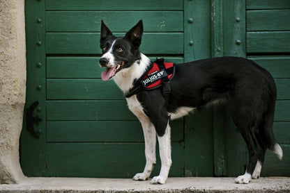 Julius-K9 IDC Powerharness