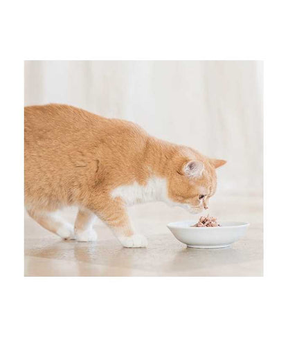 Schesir Cat Can Chicken with Shrimps in Broth, 70g