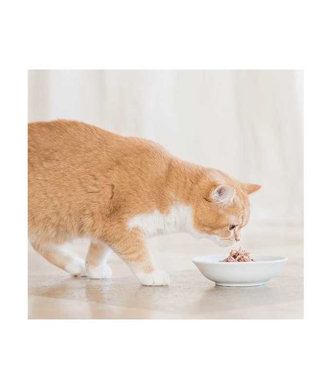 Schesir Cat Can Tuna with Chicken in Broth, 70g