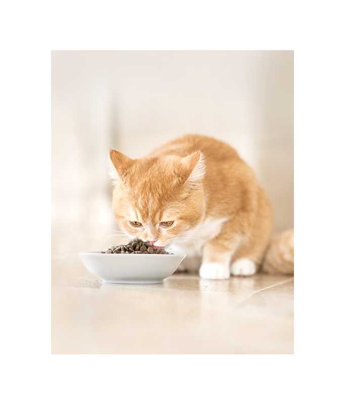 Schesir Natural Selection Dry Food for Cats Adult Exigent Rich in Chicken