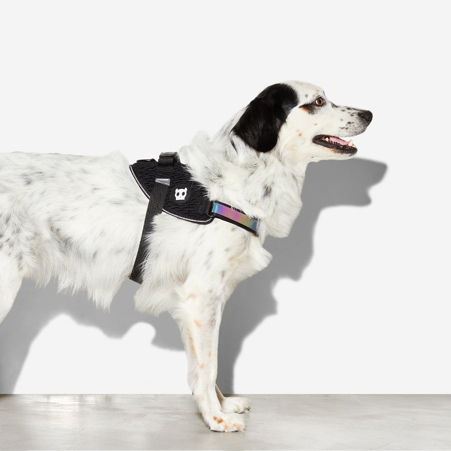 Zee.Dog Gotham Flyharness