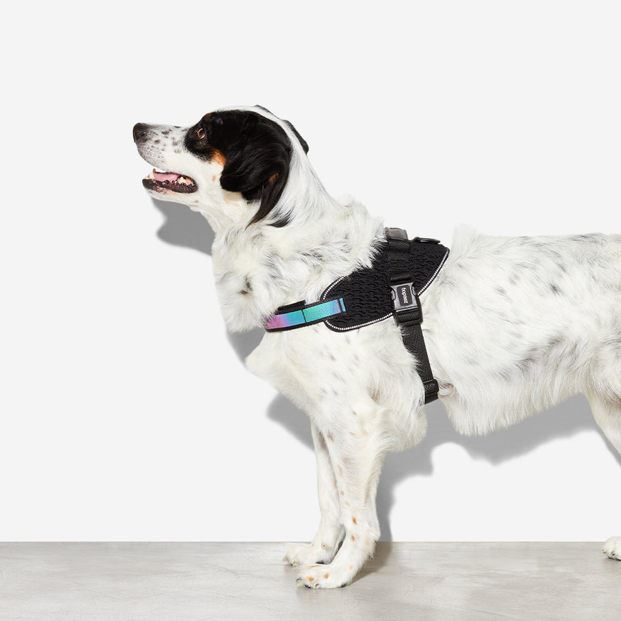 Zee.Dog Gotham Flyharness