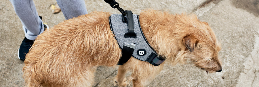 Zee.Dog Flyharness