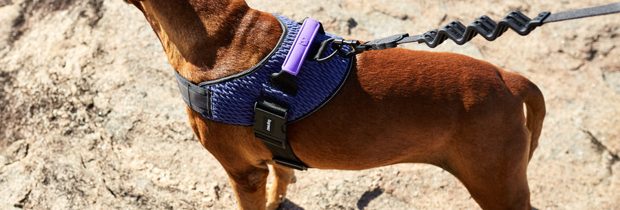 Zee.Dog Flyharness